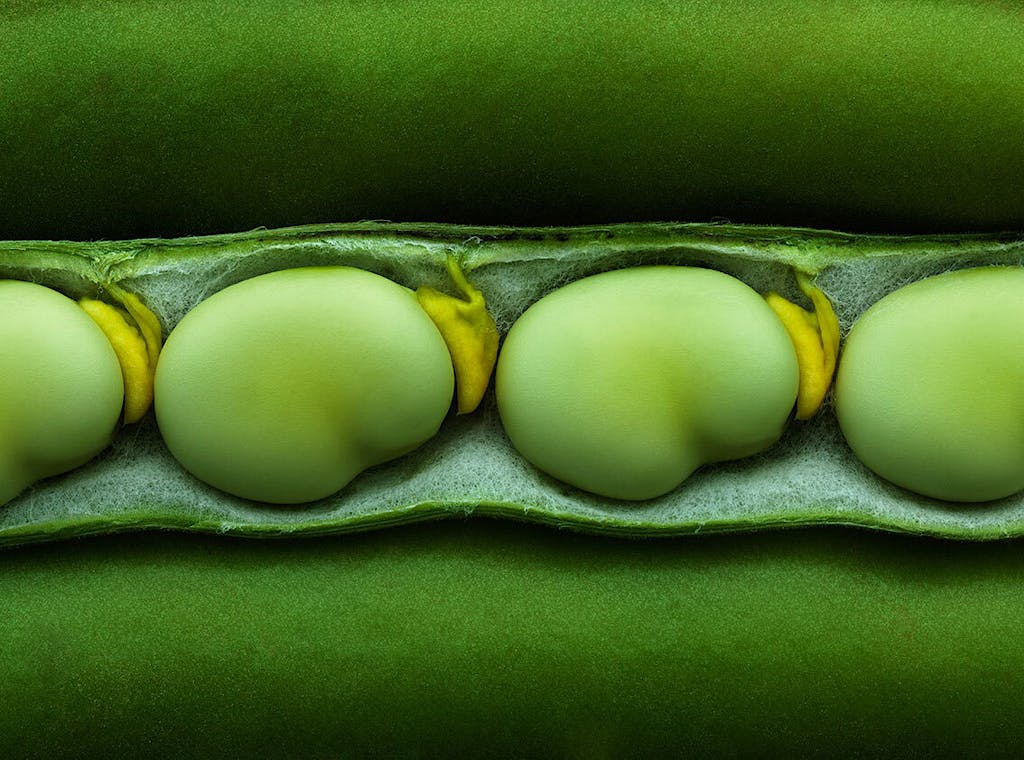 14 BROAD BEAN 14.BROAD-BEAN.jpg